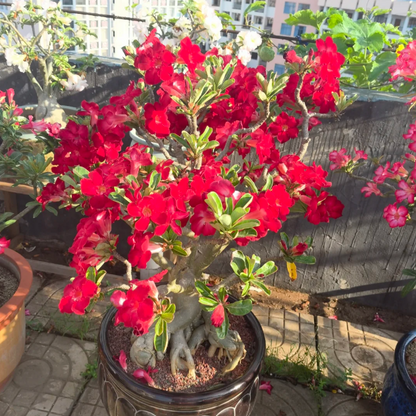 🌵🌹 Dive into Desert Beauty: Desert Rose Bulbs for Your Tranquil Haven!-Various Colors🌱Long Flowering Period 🏜️🌺