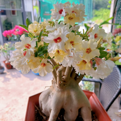🌵🌹 Dive into Desert Beauty: Desert Rose Bulbs for Your Tranquil Haven!-Various Colors🌱Long Flowering Period 🏜️🌺