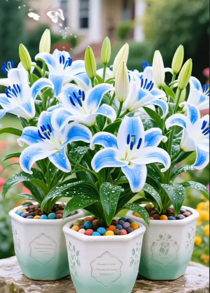 Double-petaled bicolor fragrant lily Bulbs—Fresh and Sweet