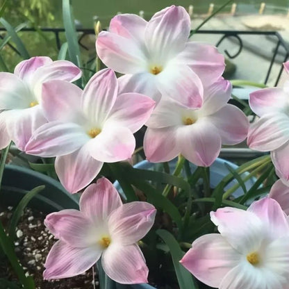 Rain Orchid Bulbs-Blooms once the next rain falls