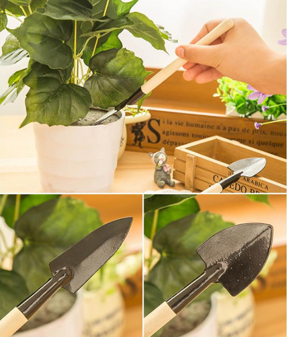 🪴Double-flowered Rose Orchid Bulbs-Cold-resistant and fragrant