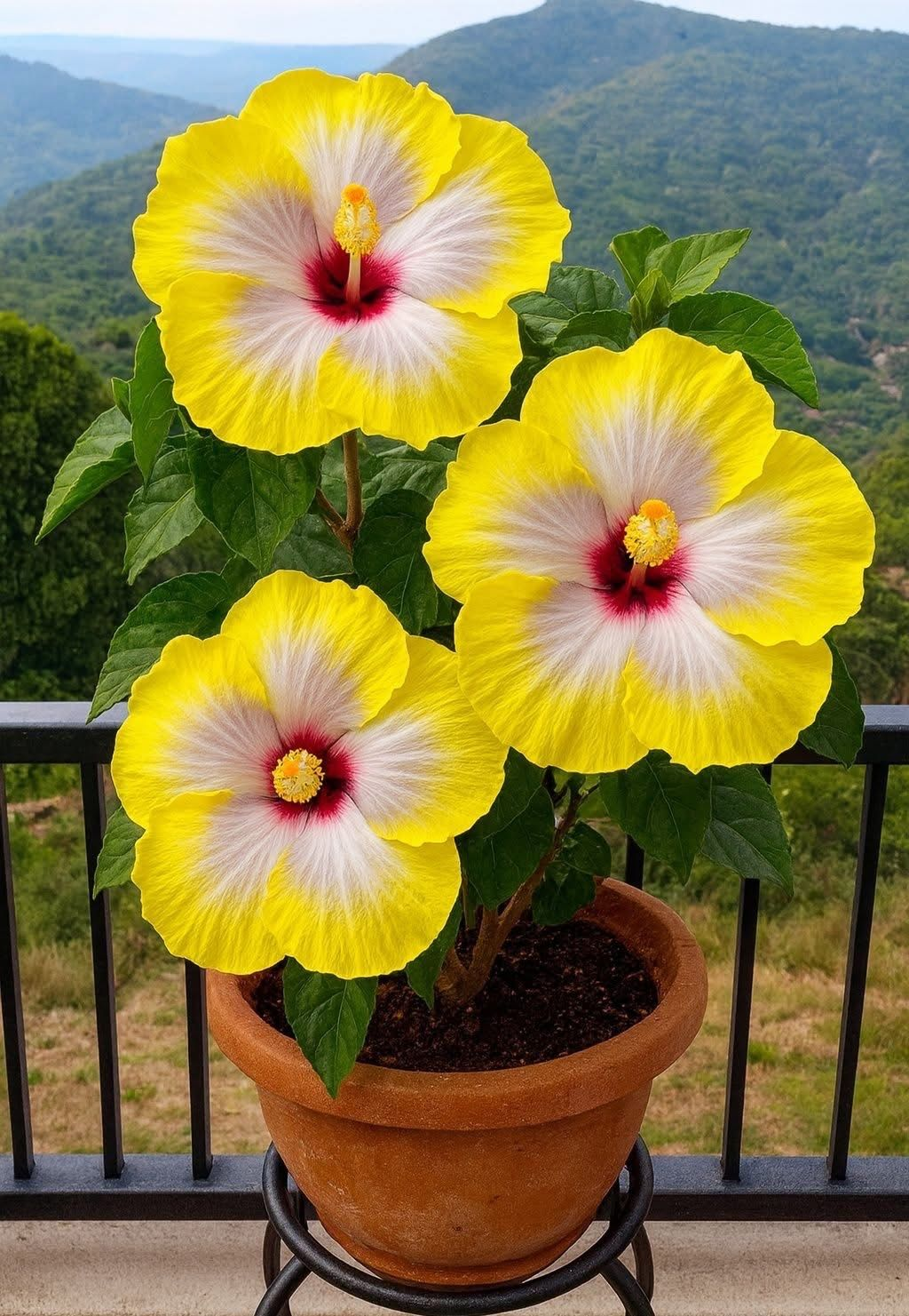 Rare Hibiscus Bulbs- Potted Indoor Balcony Winter Planting