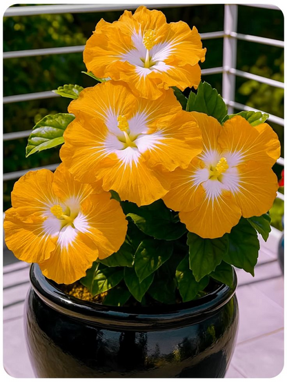 Rare Hibiscus Bulbs- Potted Indoor Balcony Winter Planting