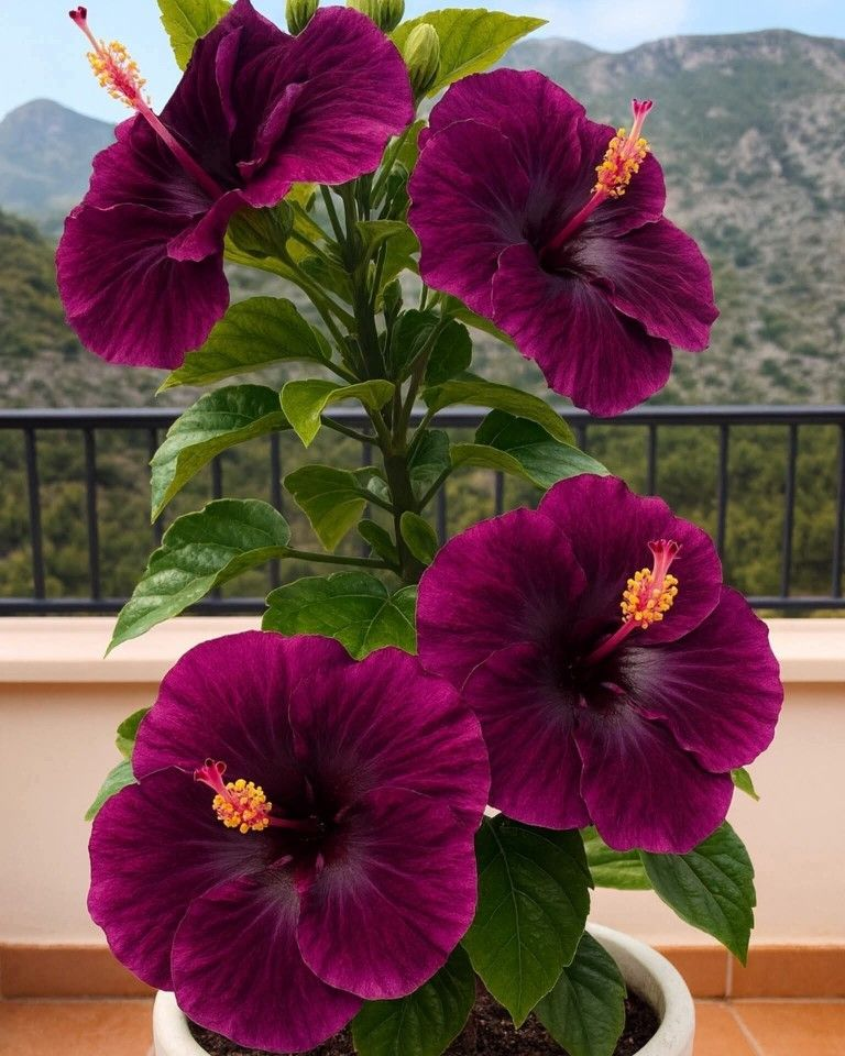 Rare Hibiscus Bulbs- Potted Indoor Balcony Winter Planting