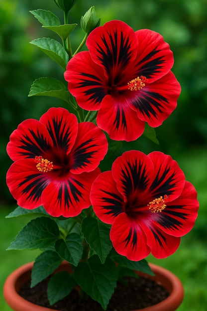 Rare Hibiscus Bulbs- Potted Indoor Balcony Winter Planting