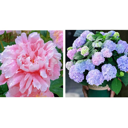 🔥LAST DAY 45% OFF🌺THE QUEEN OF FLOWERS—DOUBLE PETALED PIANI