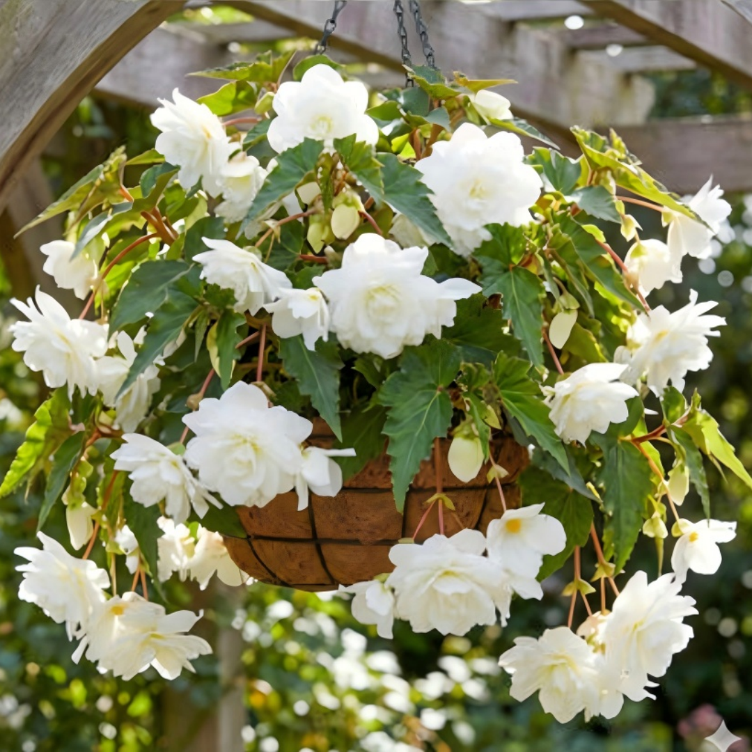 🌺 Premium Weeping Begonia Bulbs
