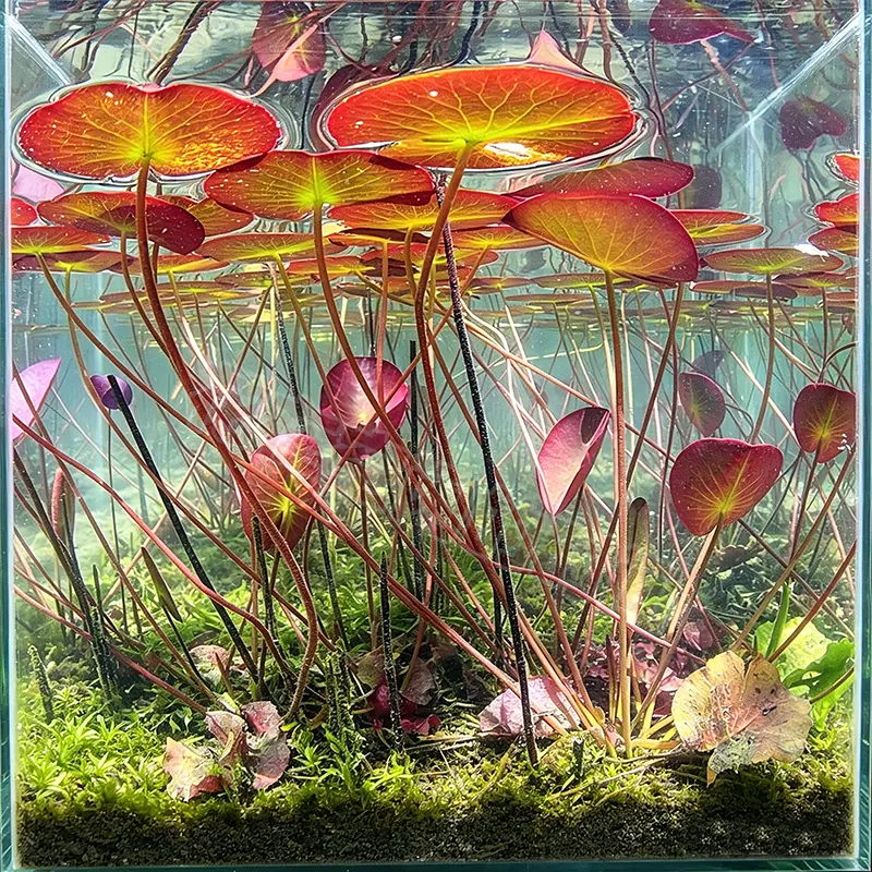 🐟Hydroponic red lotus roots🌿 Turn Your Aquarium into a Living Garden