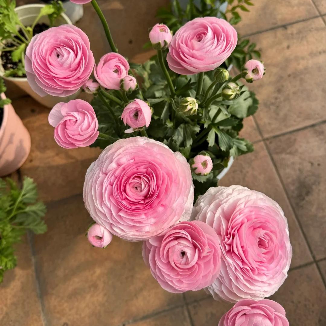 Ranunculus Flower Bulbs-Soft, Elegant, Unforgettable 🌸