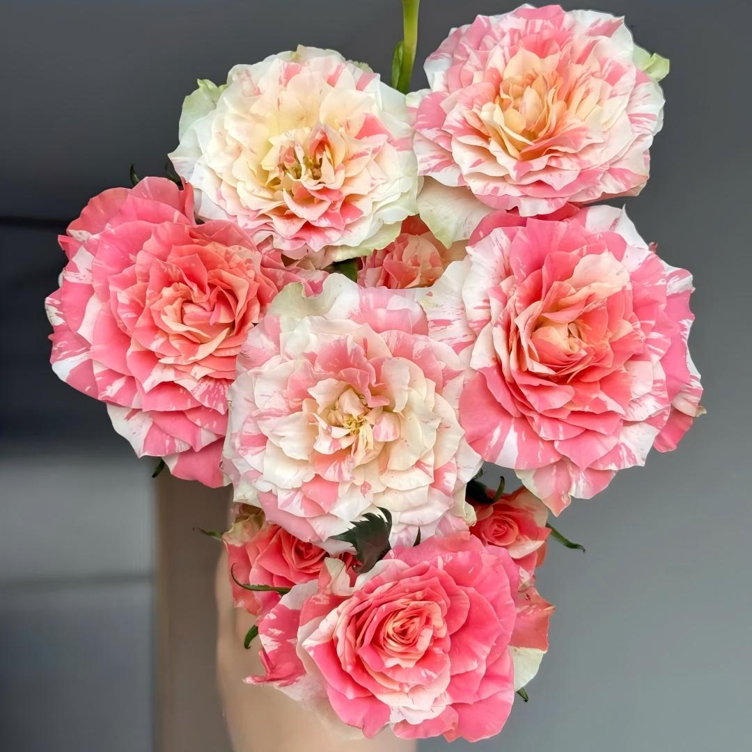 🌹 Rare Striped Rose Seeds