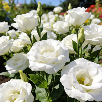 🌺Lisianthus - Sincere Love