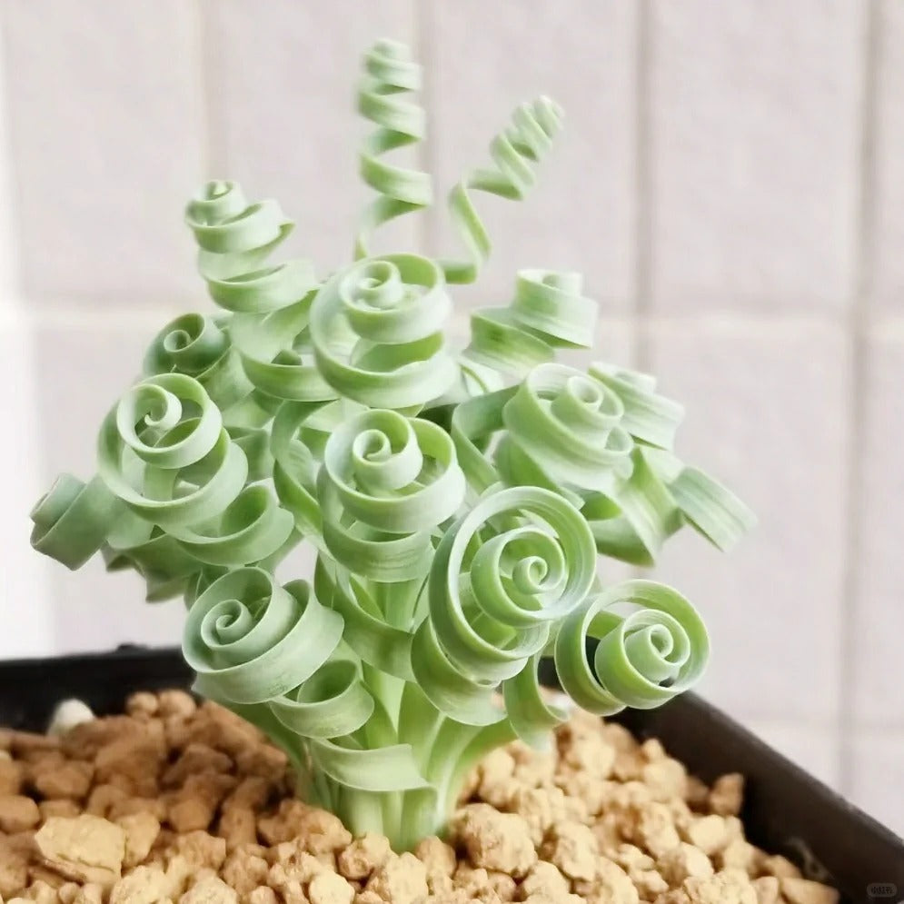 🌿Spiral Grass - Curved and Cute