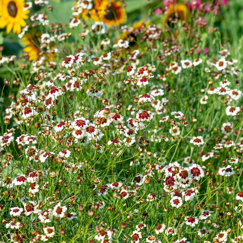 Coreopsis, Ruby Kiss