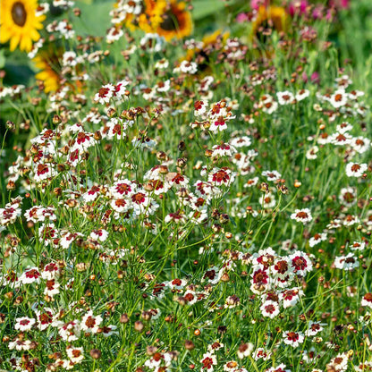 Coreopsis, Ruby Kiss