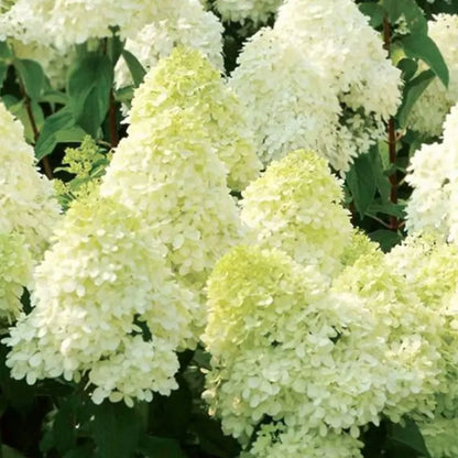 Hyadrange Seed-Perennial Flower Seeds-Easy To Plant