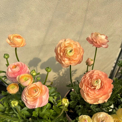 Ranunculus Flower Bulbs-Soft, Elegant, Unforgettable 🌸