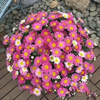 Popular Groundcover-Daisy Seeds