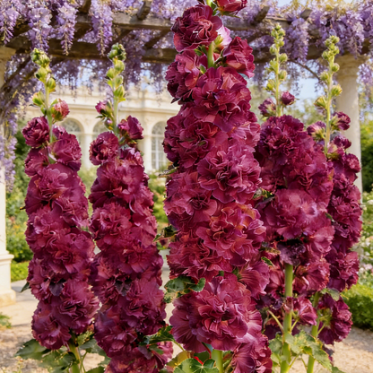 🌸Double Fragrant Hollyhock Seeds