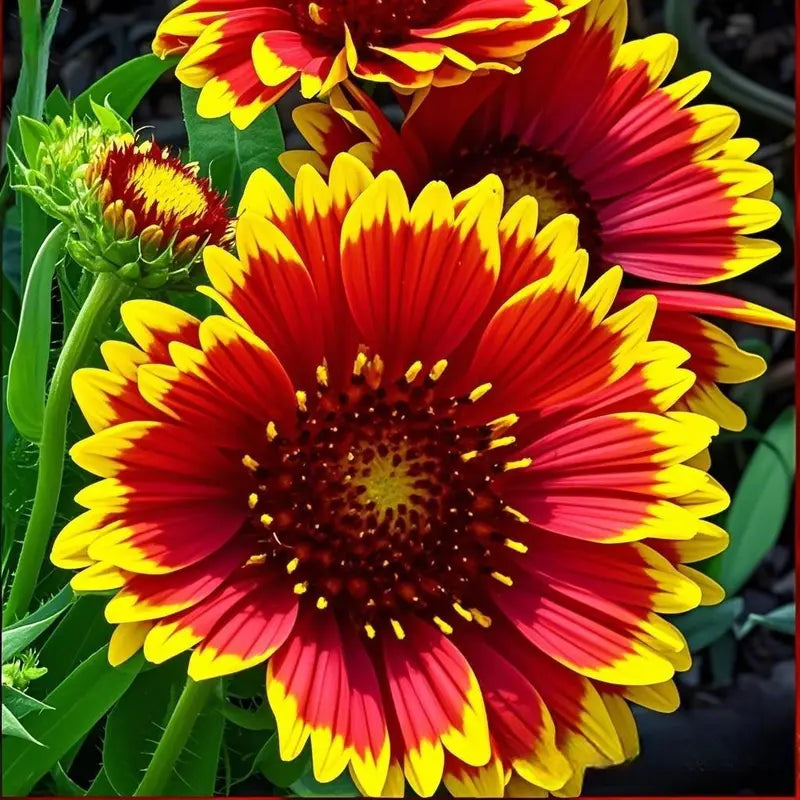 Gaillardia Blanket Flower Seeds – Easy-Grow, Drought-Tolerant, Long-Blooming Color for Beginner Gardeners