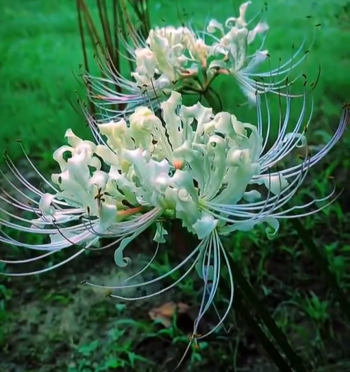 Spider Lily Bulbs-Multicolor🌈