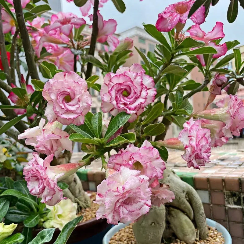 🌵🌹 Dive into Desert Beauty: Desert Rose Bulbs for Your Tranquil Haven!-Various Colors🌱Long Flowering Period 🏜️🌺