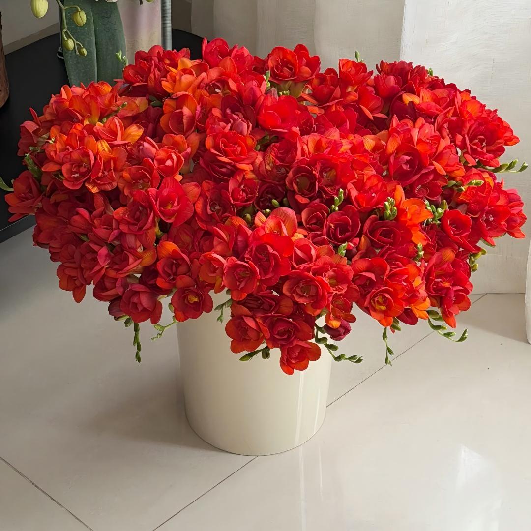 Freesia Bulbs-World-Famous Fragrance