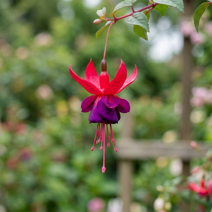 Fuchsia Flower Seeds – Stunning Hanging Lantern Flowers for Garden & Balcony