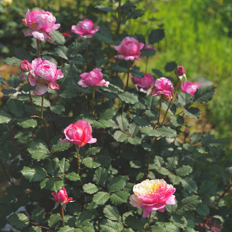 Premium 'Constance Rose' Seeds-Romantic Garden Flowers