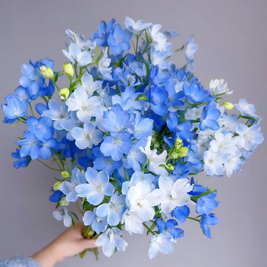 Freesia Bulbs-World-Famous Fragrance