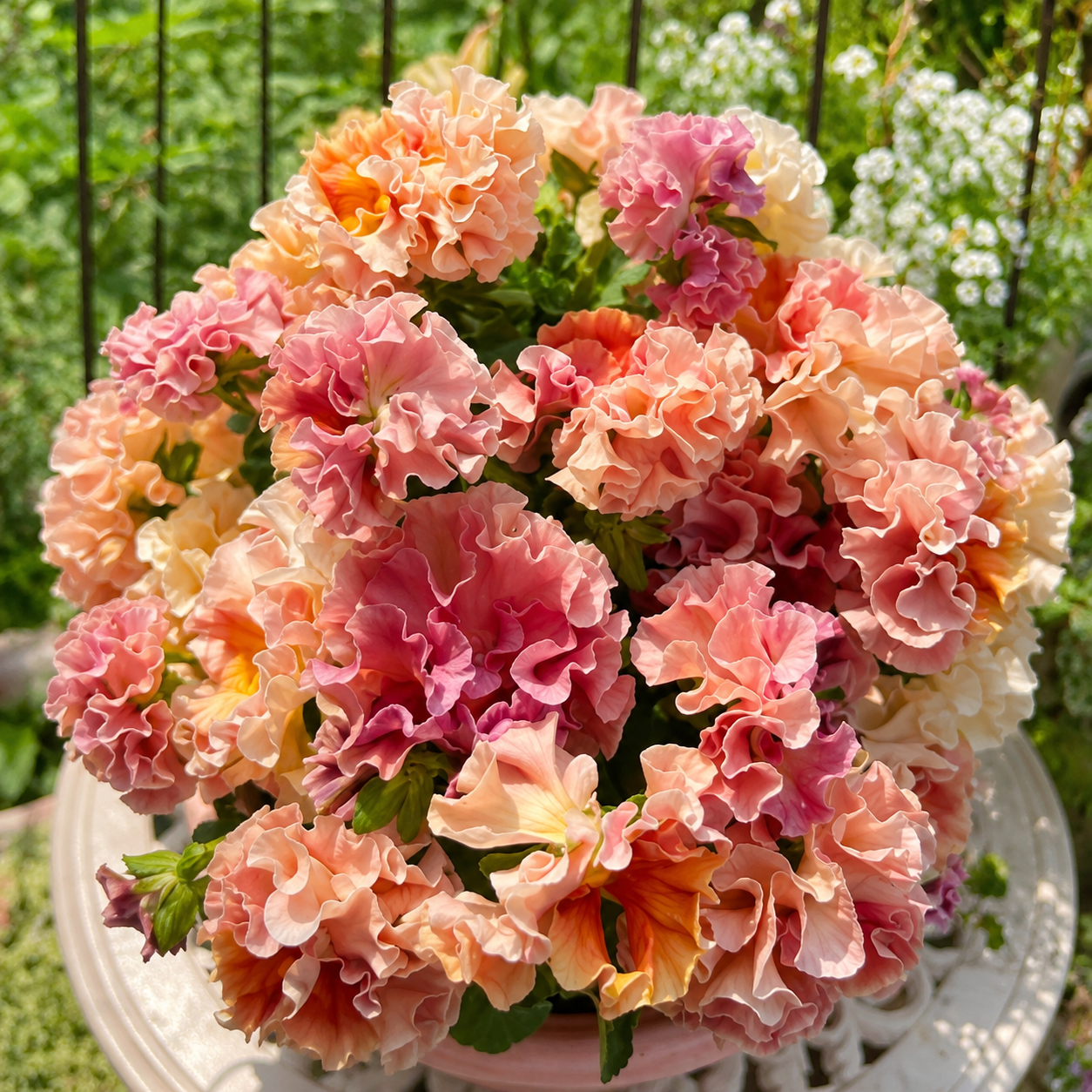 Double Ruffled Pansy Seeds-Rich Ruffled Texture