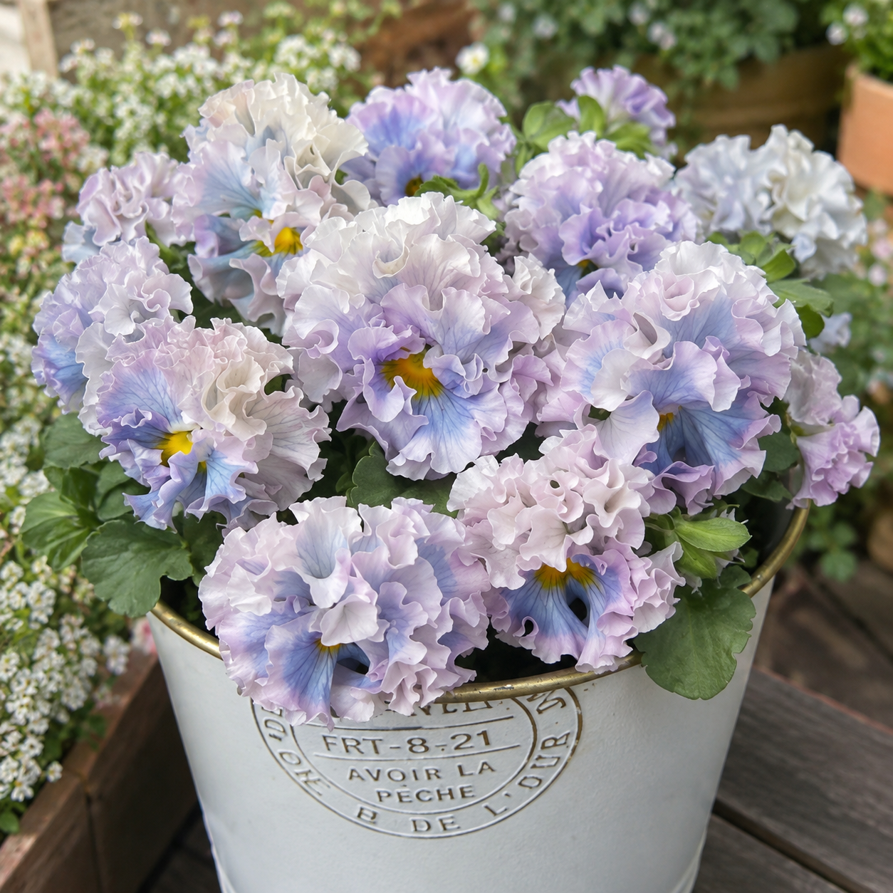 Double Ruffled Pansy Seeds-Rich Ruffled Texture