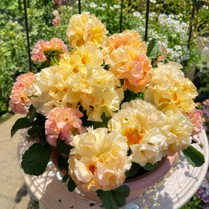 Double Ruffled Pansy Seeds-Rich Ruffled Texture