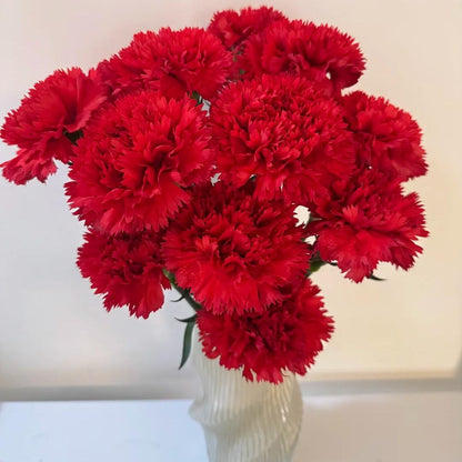 Premium Carnation Seeds