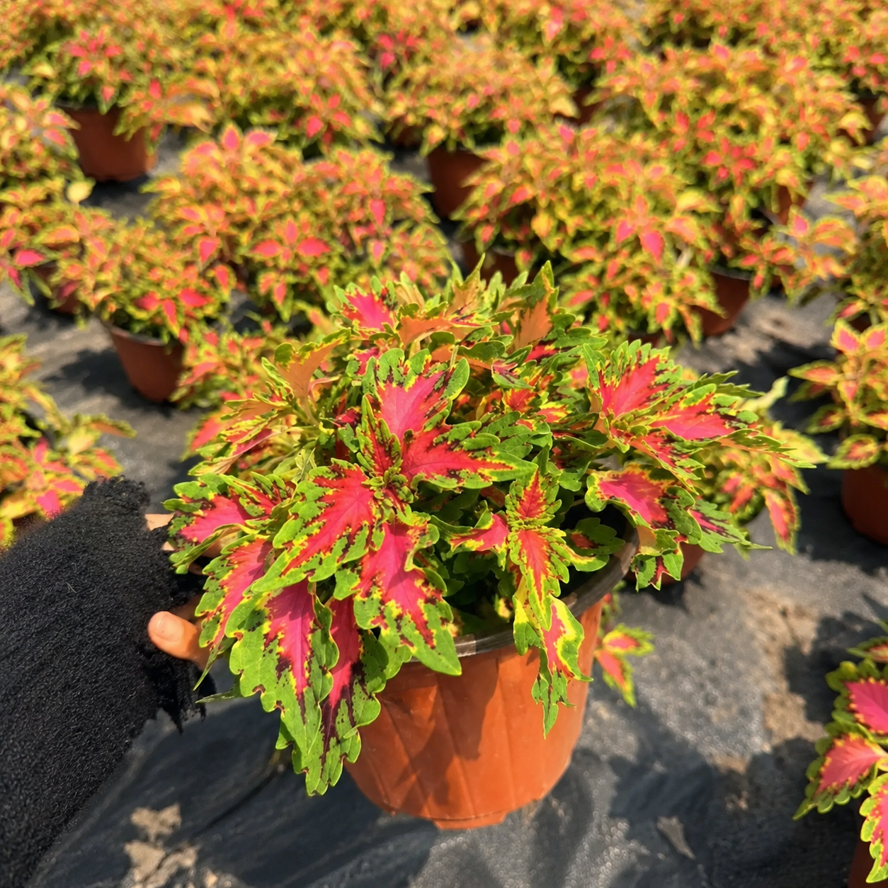 Coleus Seeds