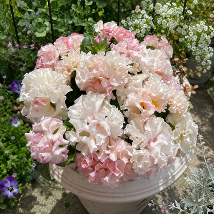 Double Ruffled Pansy Seeds-Rich Ruffled Texture