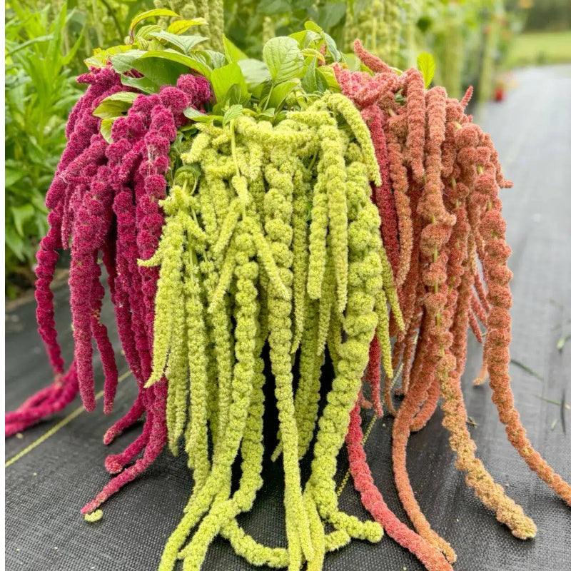 Everything You Can Direct Sow Outside in June