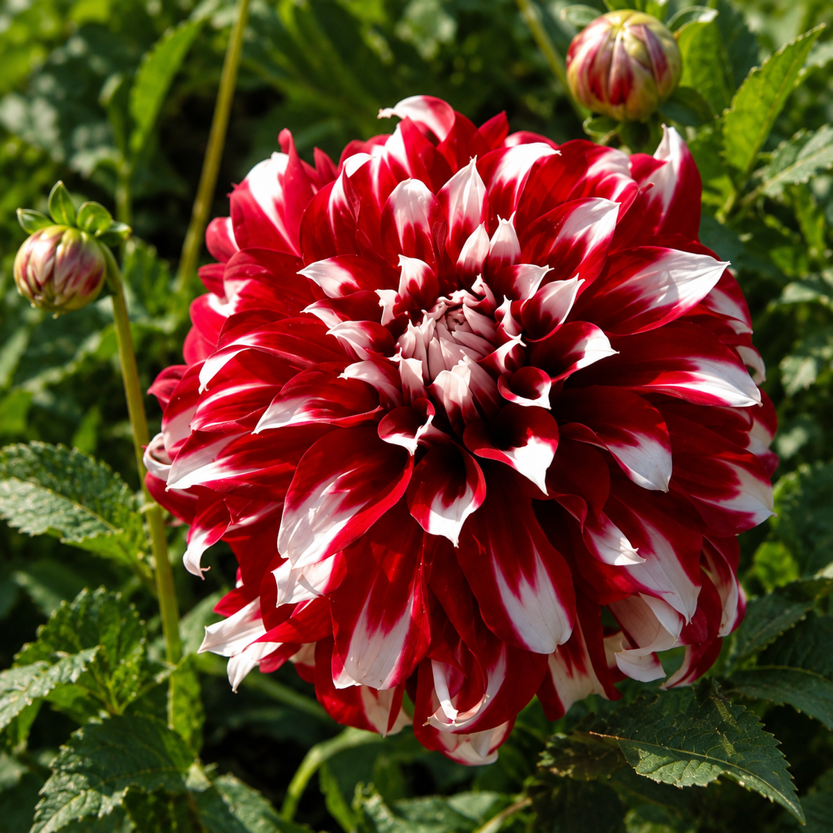 🎅🌸  'Santa Claus' Dahlia Bulbs