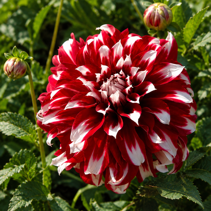 🎅🌸  'Santa Claus' Dahlia Bulbs