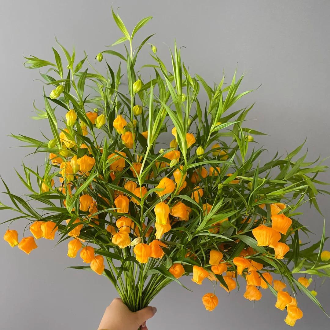 Lantern Lily Bulbs