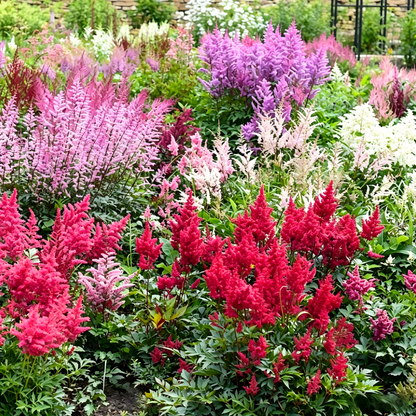 Astilbe Bulbs-Shade Loving Perennials