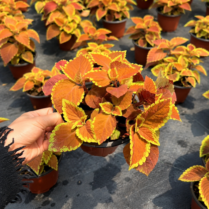 Coleus Seeds