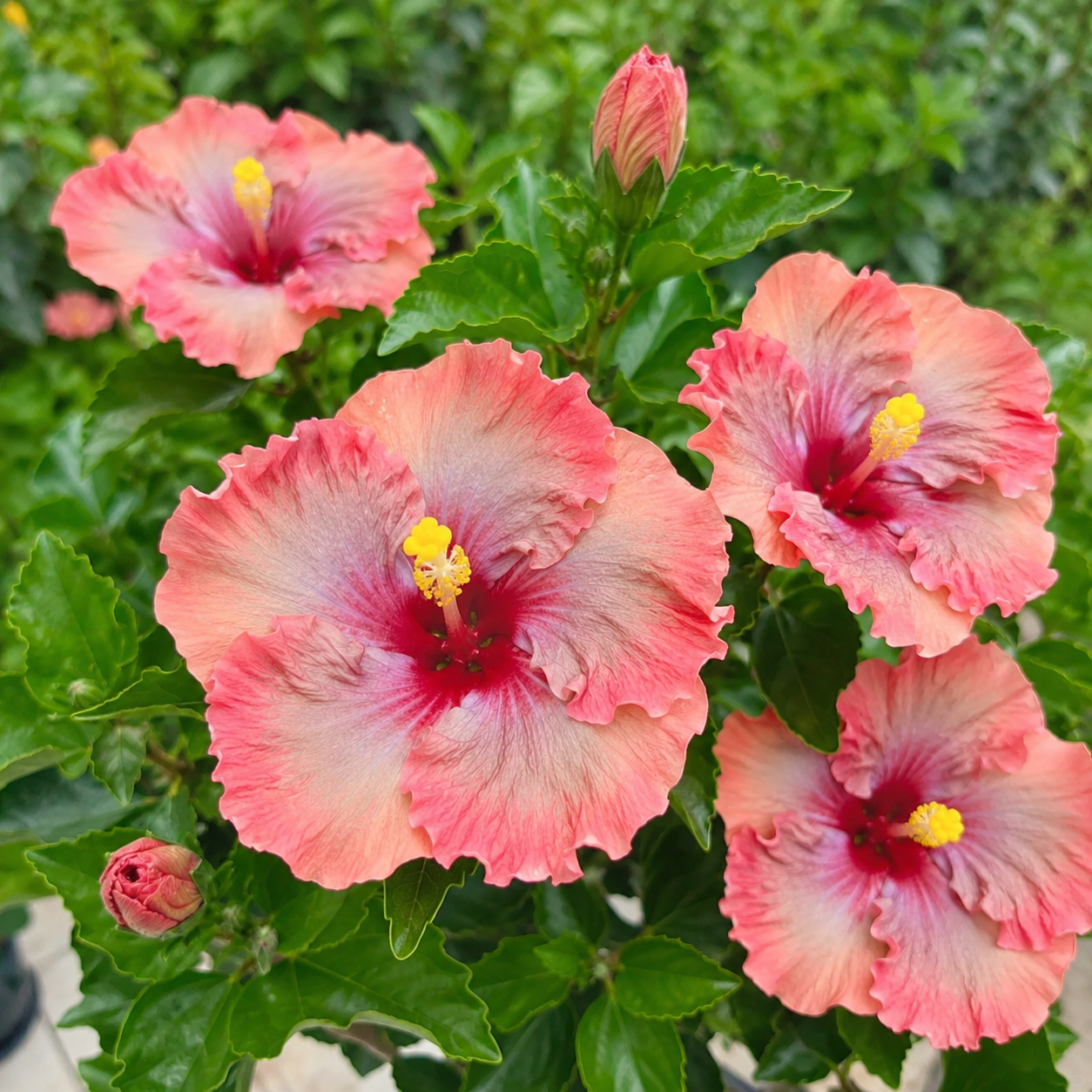 🌺 Premium Hibiscus Seeds-Grow Giant Tropical Blooms With Months of Brilliant Color and Effortless Beauty