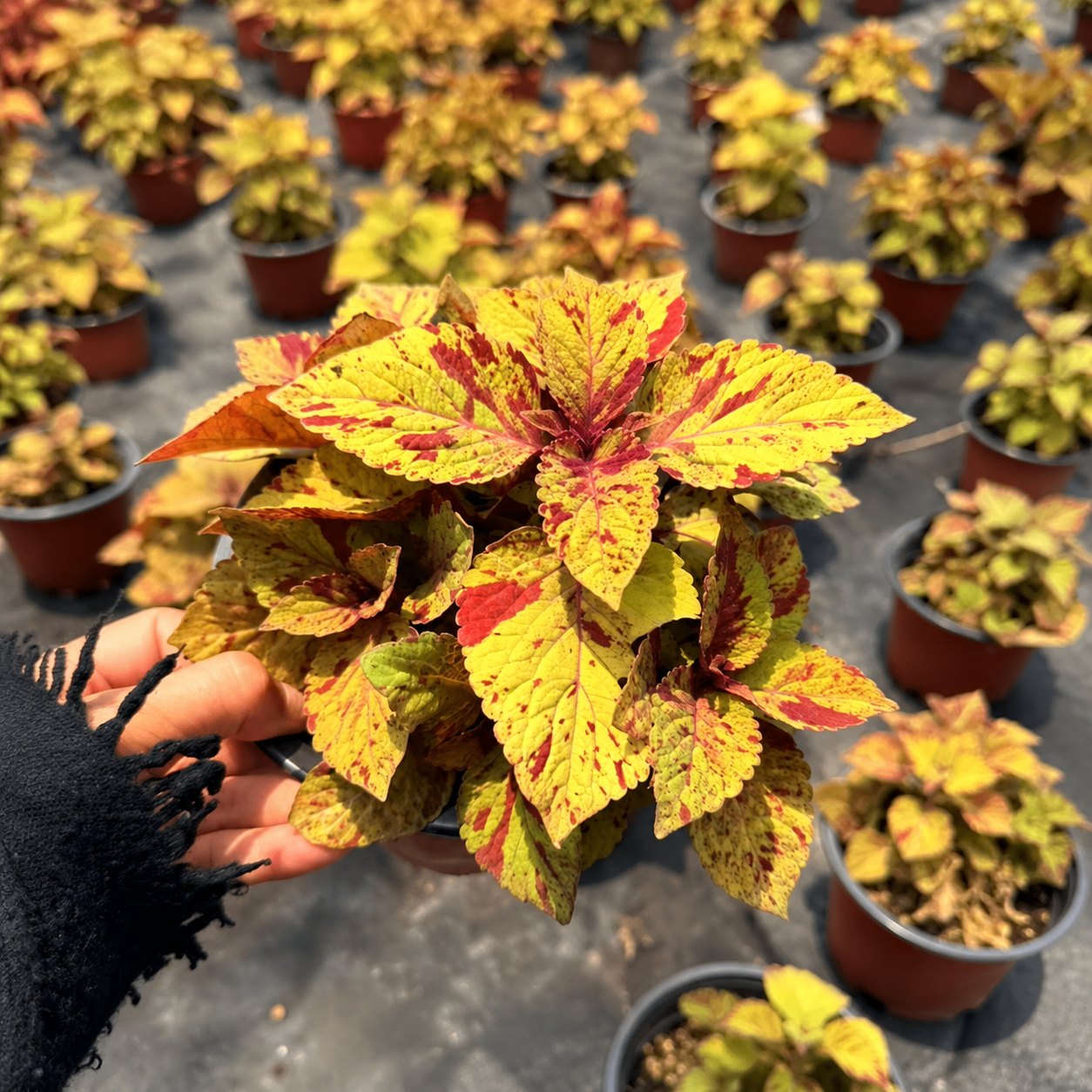 Coleus Seeds