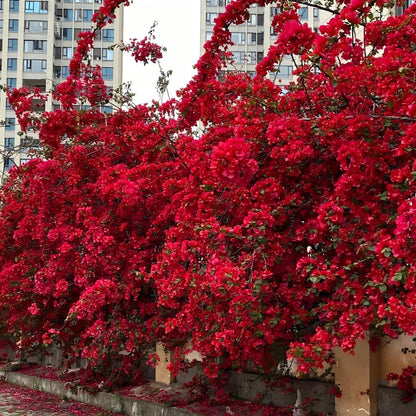 🌺 Bougainvillea Seeds-Bring Your Garden To Life
