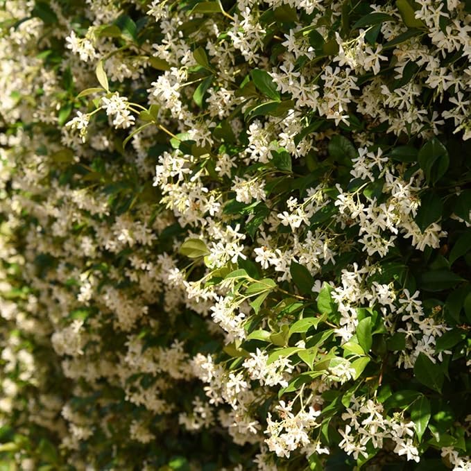 🌿Star Jasmine Seeds – Fragrant, Fast-Growing & Garden-Ready