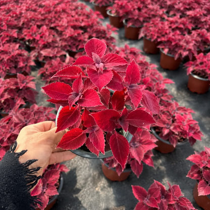 Coleus Seeds