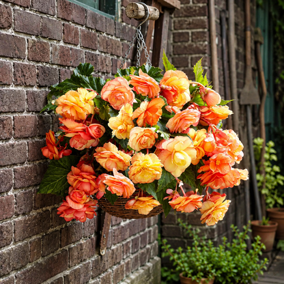 🌺 Premium Weeping Begonia Bulbs