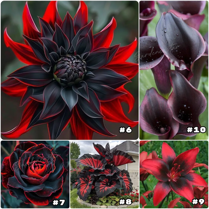 Rare Black and Red Bicolor Series Flower Seeds