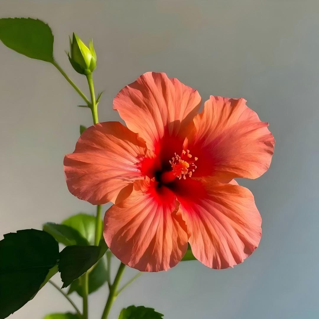 🌺 Premium Hibiscus Seeds-Grow Giant Tropical Blooms With Months of Brilliant Color and Effortless Beauty