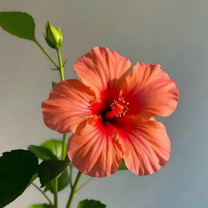 🌺 Premium Hibiscus Seeds-Grow Giant Tropical Blooms With Months of Brilliant Color and Effortless Beauty